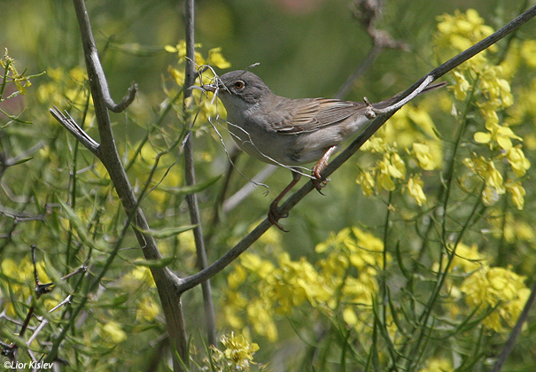 סבכי  קוצים  Common Whitethroat Sylvia communis                      נחל סמק, רמת הגולן ,מרץ 2007